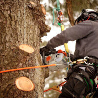 Arborist cutting branches with chainsaw. Action shot, visible saw dust.